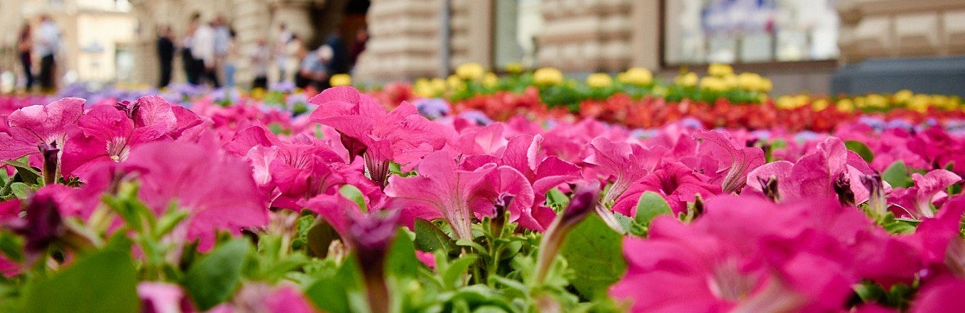 В Тамбове в парке культуры и отдыха проведут ежегодный Фестиваль цветов