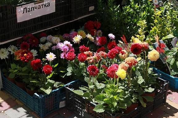 В Тамбове начали подготовку к Фестивалю цветов